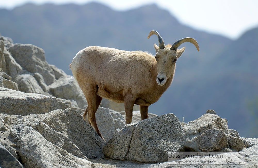 mountain-goat-front-view-4905a.jpg