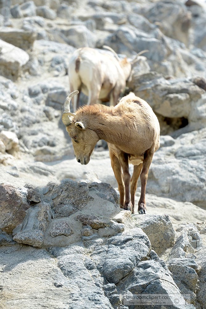 mountain-goat-on-edge-of-rocks.jpg