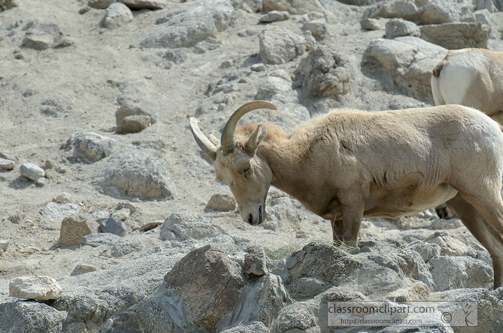 mountain-goat-walking-along-rocks.jpg