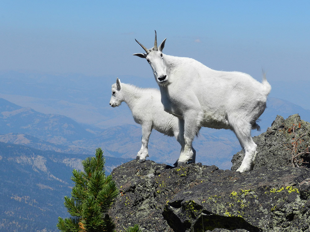 nanny-mountain-goat-with-her-kid.jpg