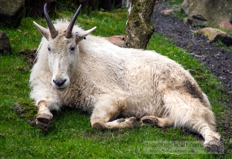 rocky-mountain-goat-picture-6684.jpg