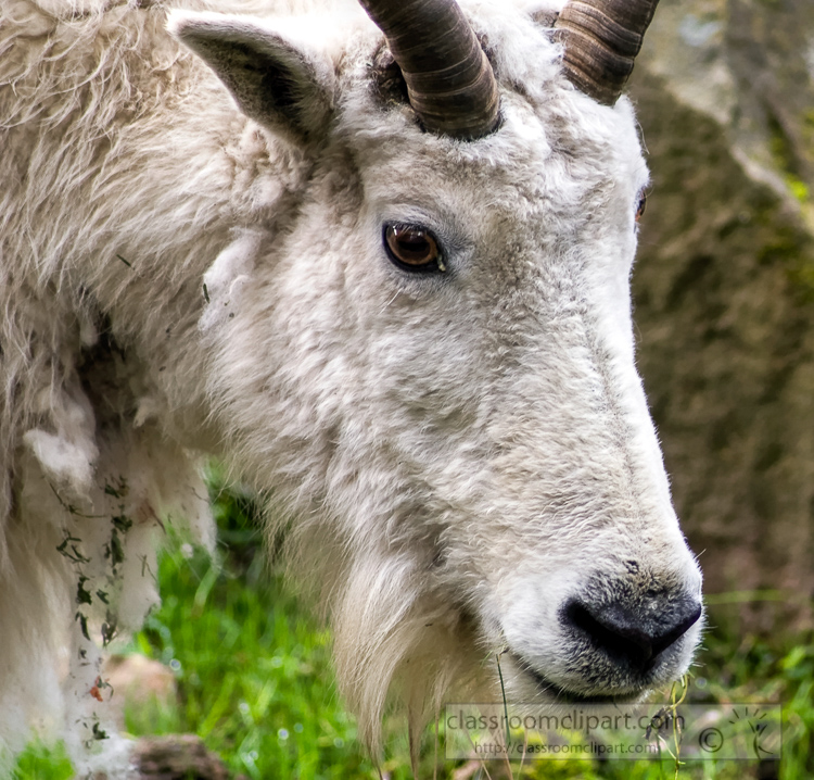 rocky-mountain-goat-picture-6686.jpg