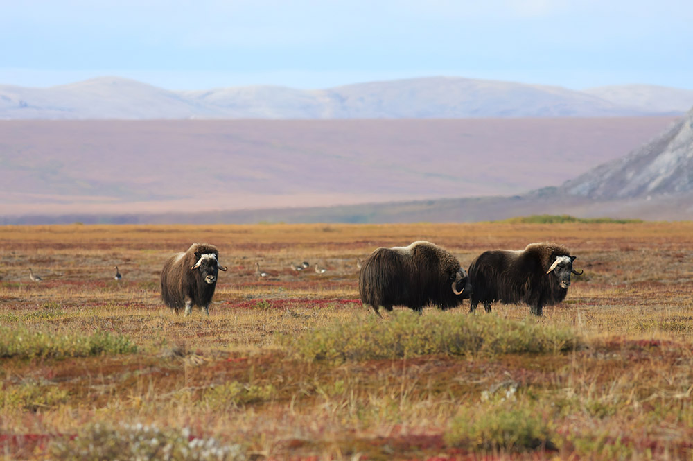 group-of-musk-oxen-grazing-in-alaska.jpg