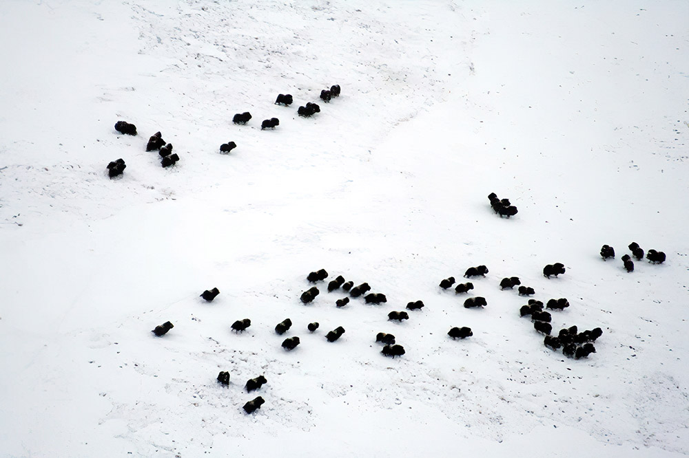 herd-of-muskox-gathering-in-a-hillside.jpg