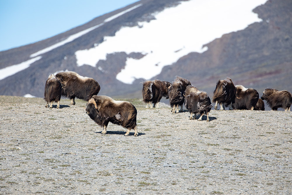 herd-of-muskox-on-slope-in-alaska.jpg