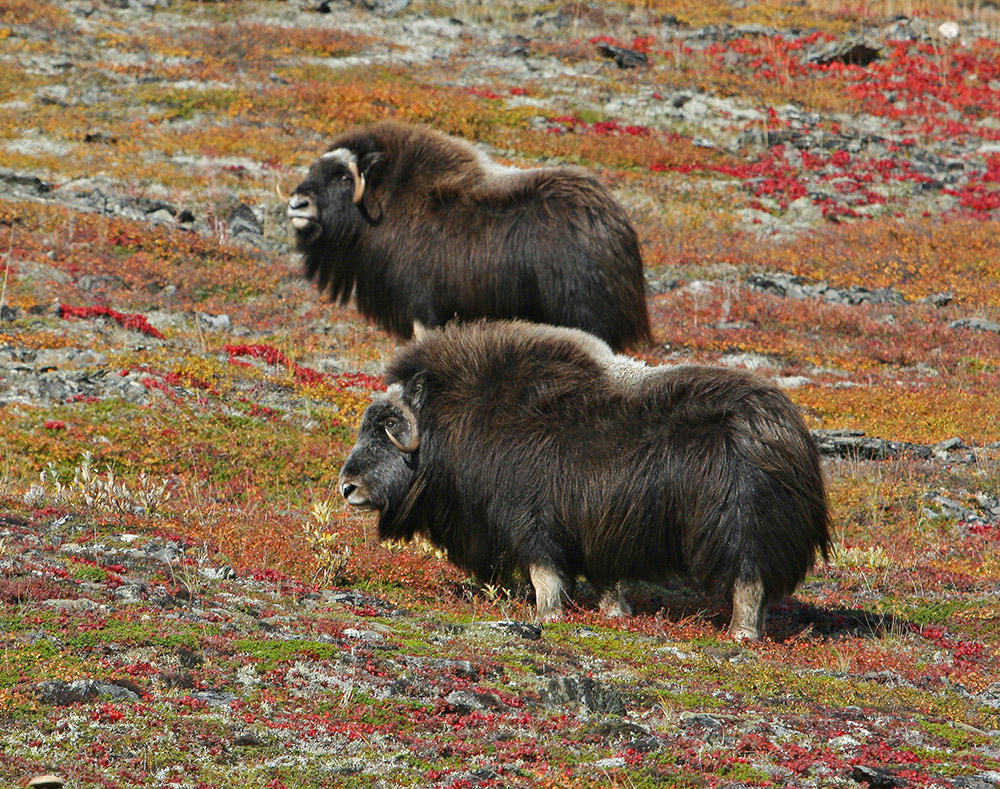 musk-ox-hoofed-mammal-of-the-family-bovidae-native-to-the-arctic.jpg