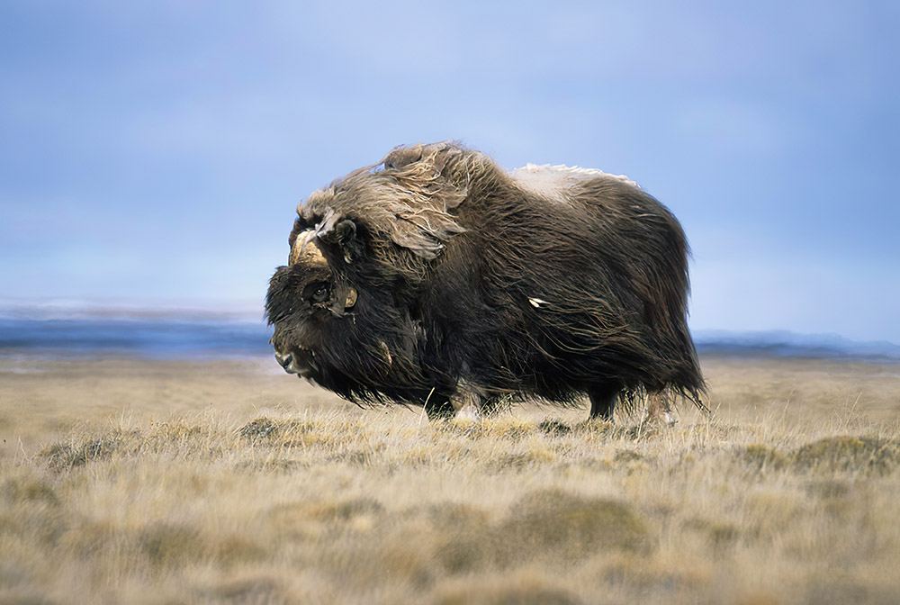 musk-ox-long-curved-horns-thick-coat-and-large.jpg