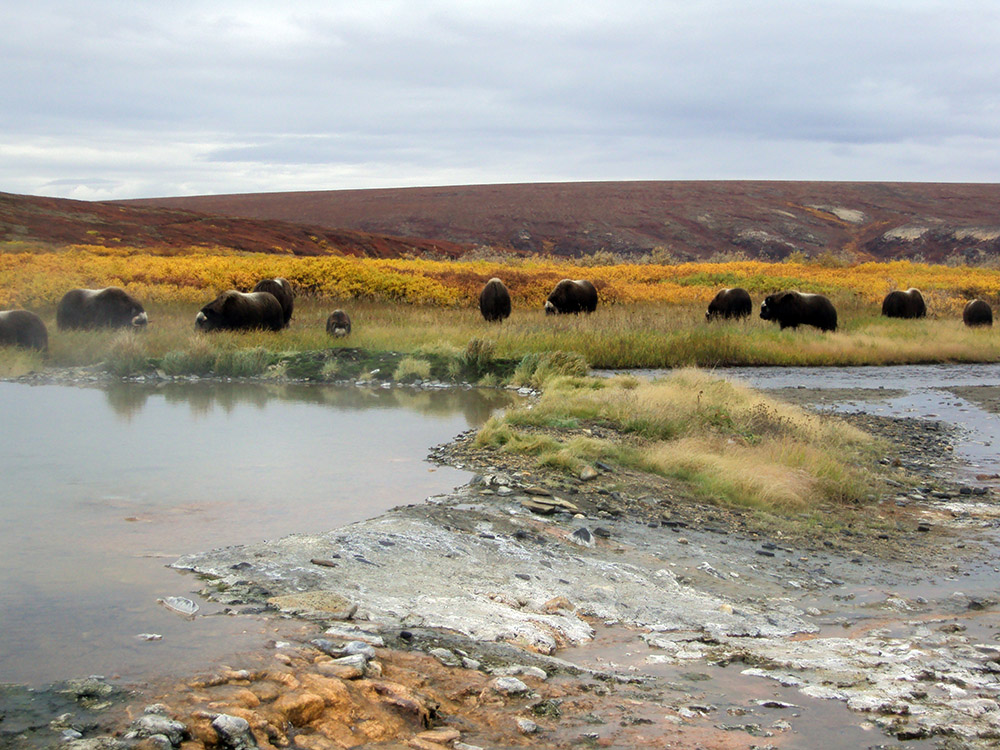muskox-forage-on-grasses-in-the-fall.jpg