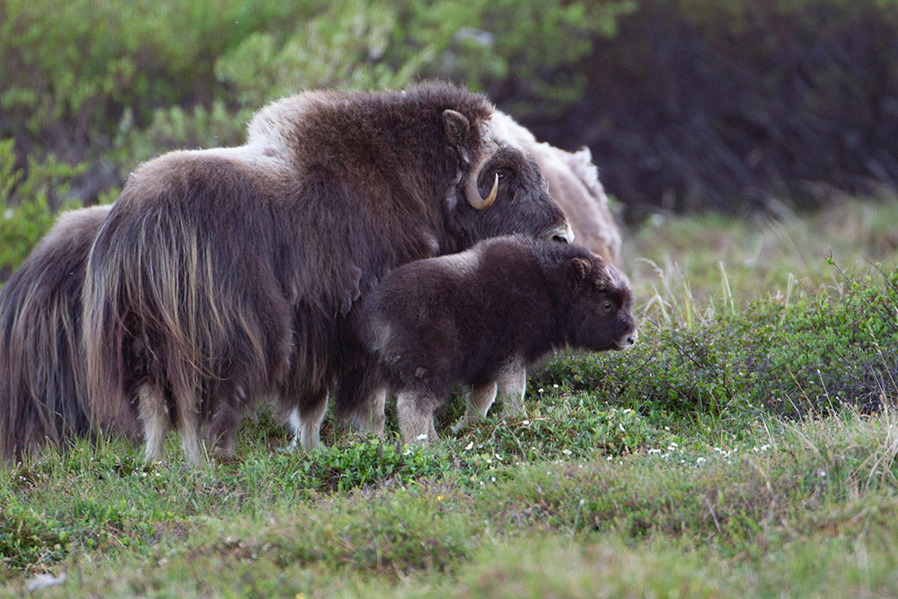 small-muskox-calf-stands-beside-its-parent.jpg