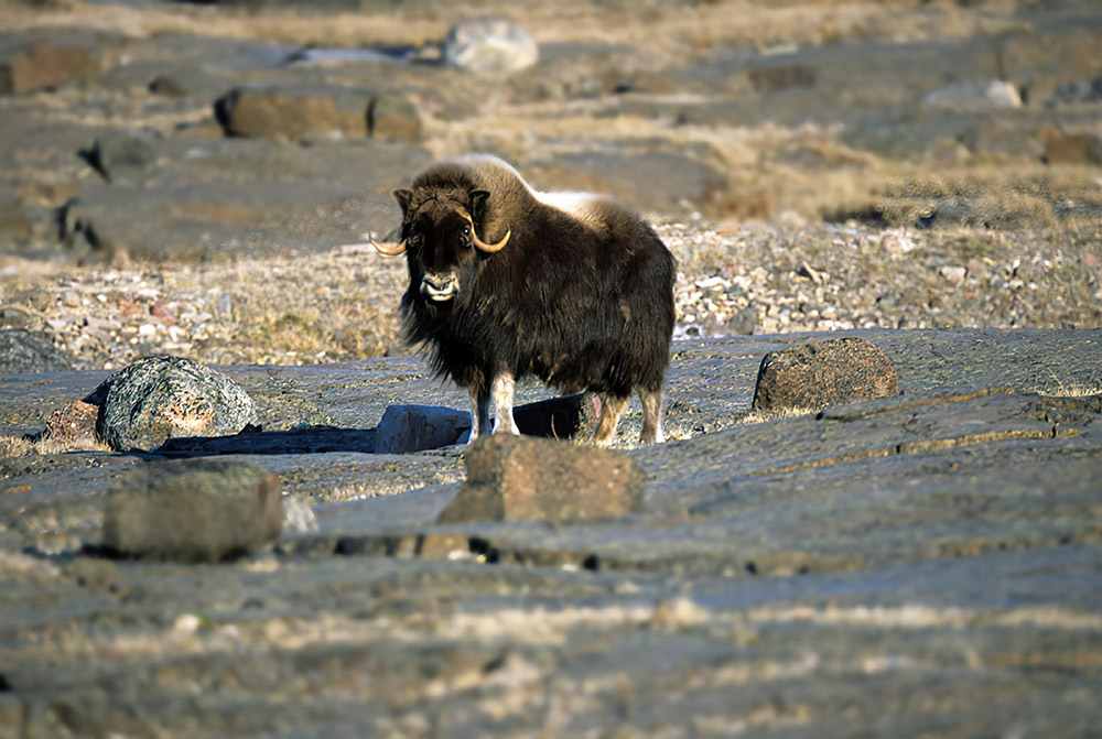thick-coat-and-large-head-musk-ox-in-river-copy.jpg
