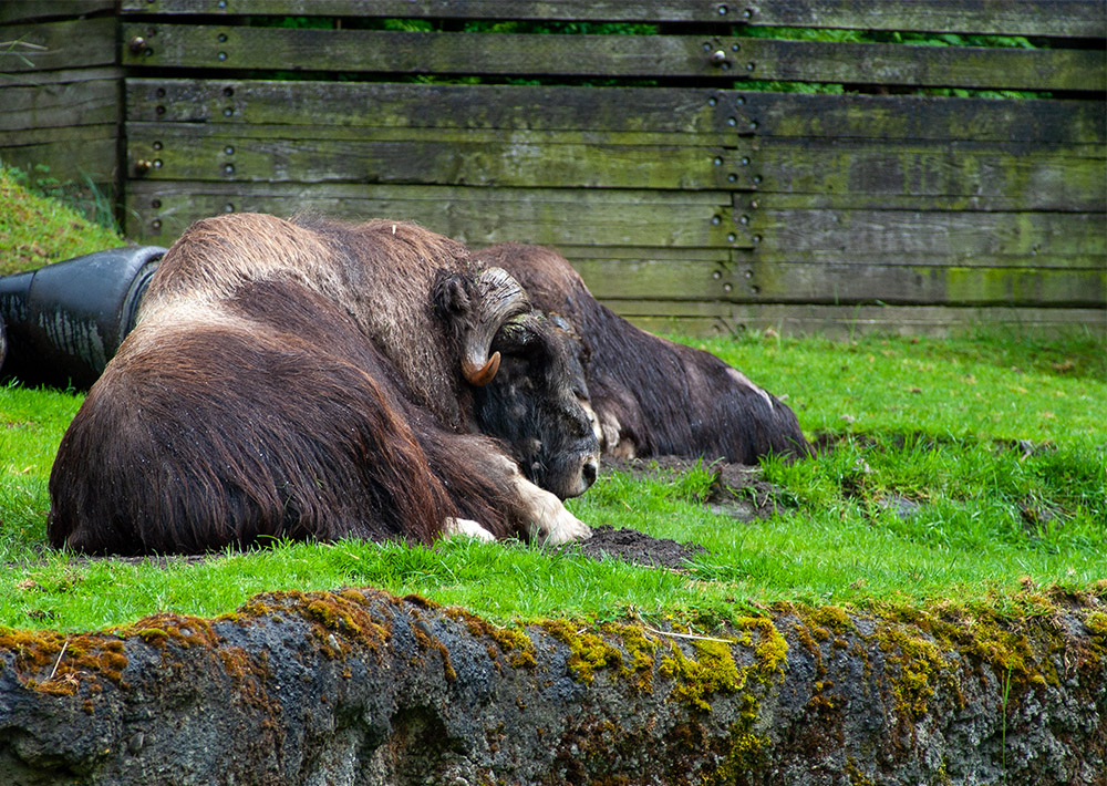 two-musk-oxen-resting-at-zoo.jpg