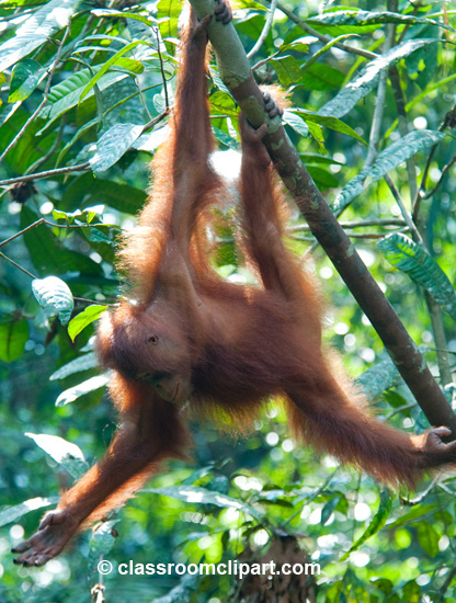 Borneo_1784.jpg