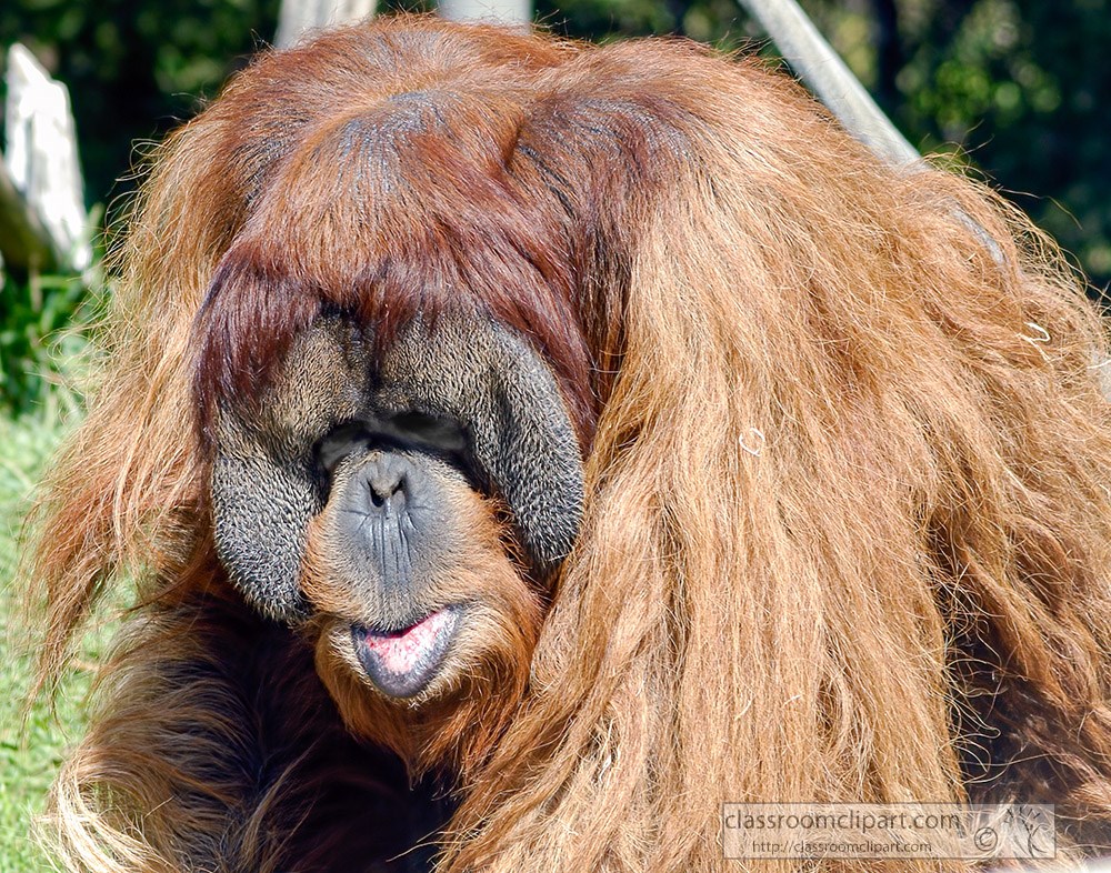 largest-arboreal-mammal-orangutan.jpg