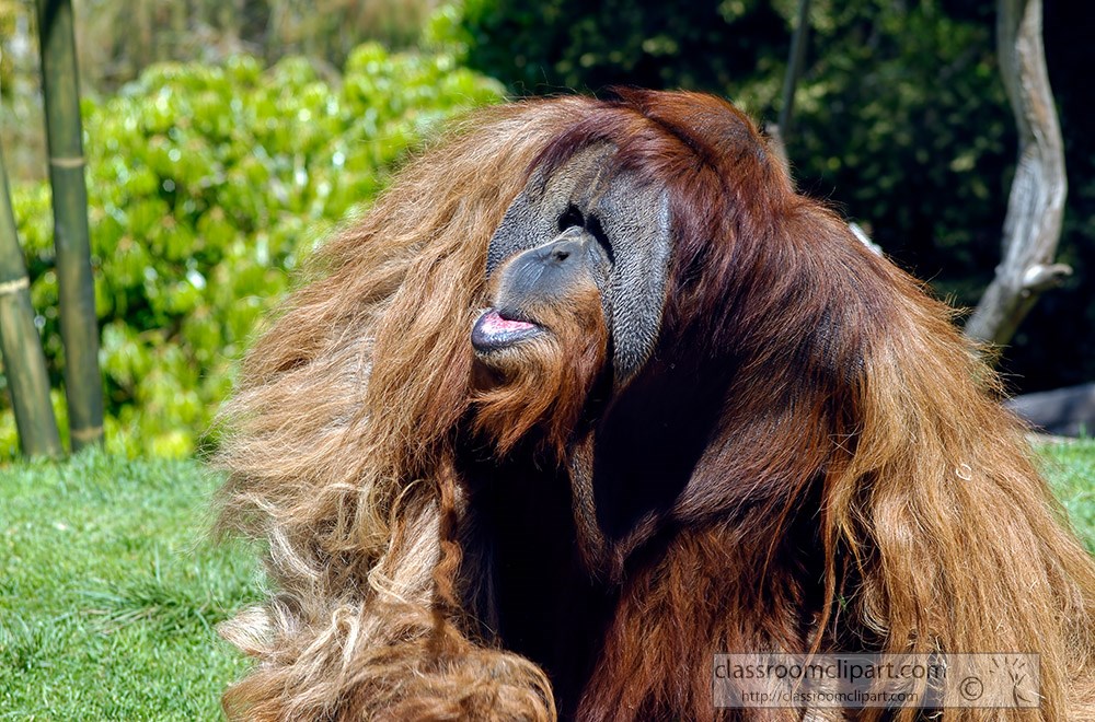 orangutan-and-humans-share-97-percent-same-dna.jpg