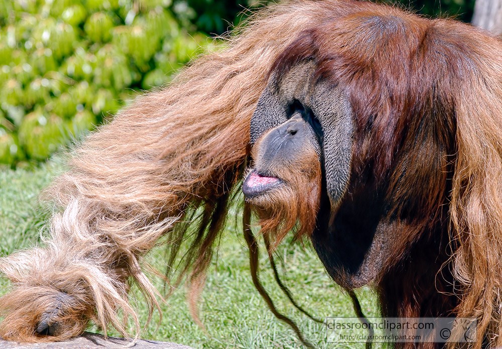 orangutan-climbs-up-rock.jpg