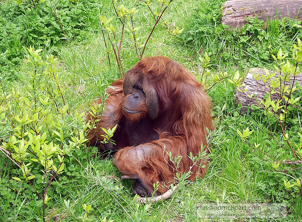 orangutan-distinctive-red-fur.jpg