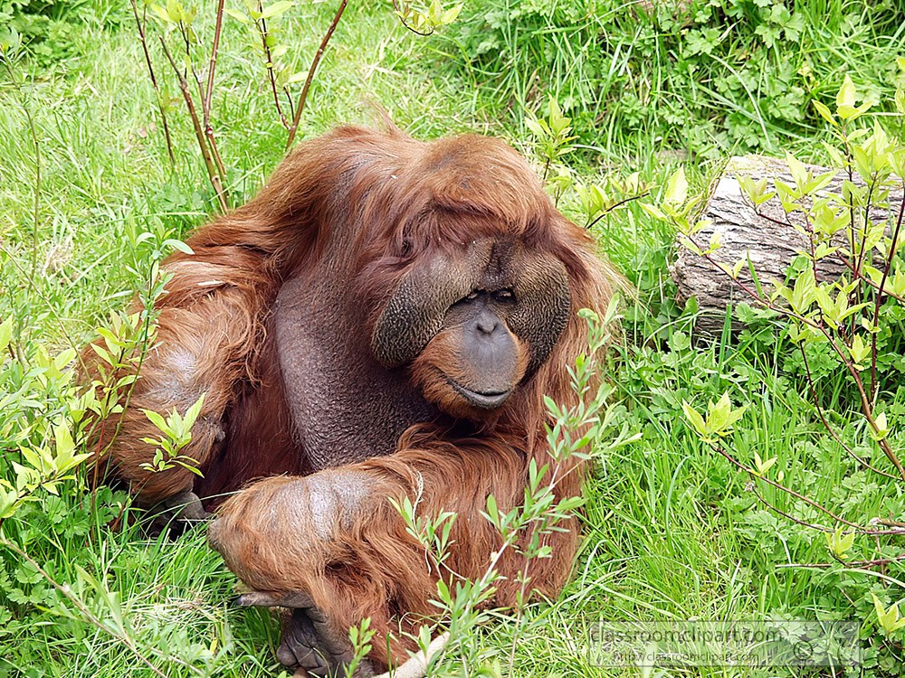 orangutan-endangered-species.jpg