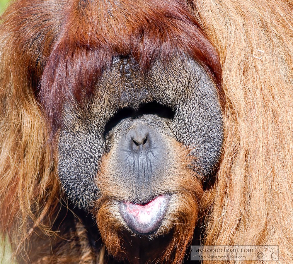 orangutan-front-view-closeup_142b.jpg