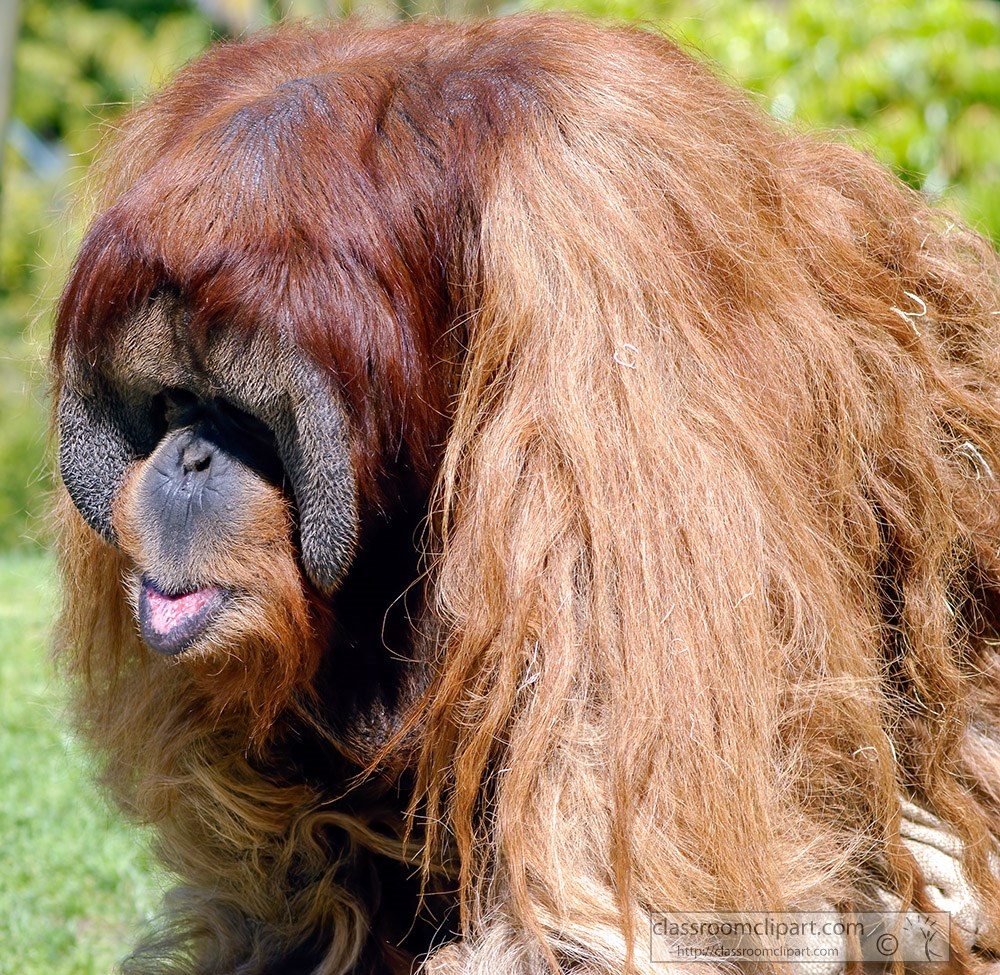 orangutan-fruit-eating-animal.jpg