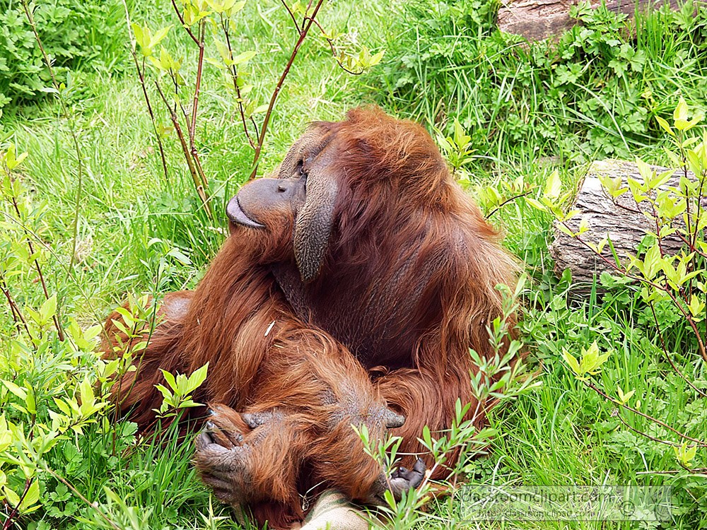 orangutan-grasping-hands-and-feet.jpg