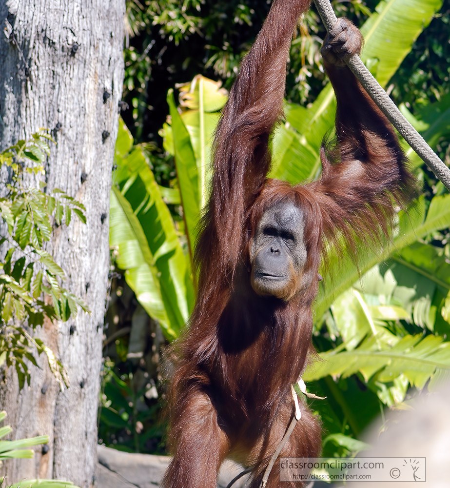 orangutan-hangs-from-tree-branch105a.jpg
