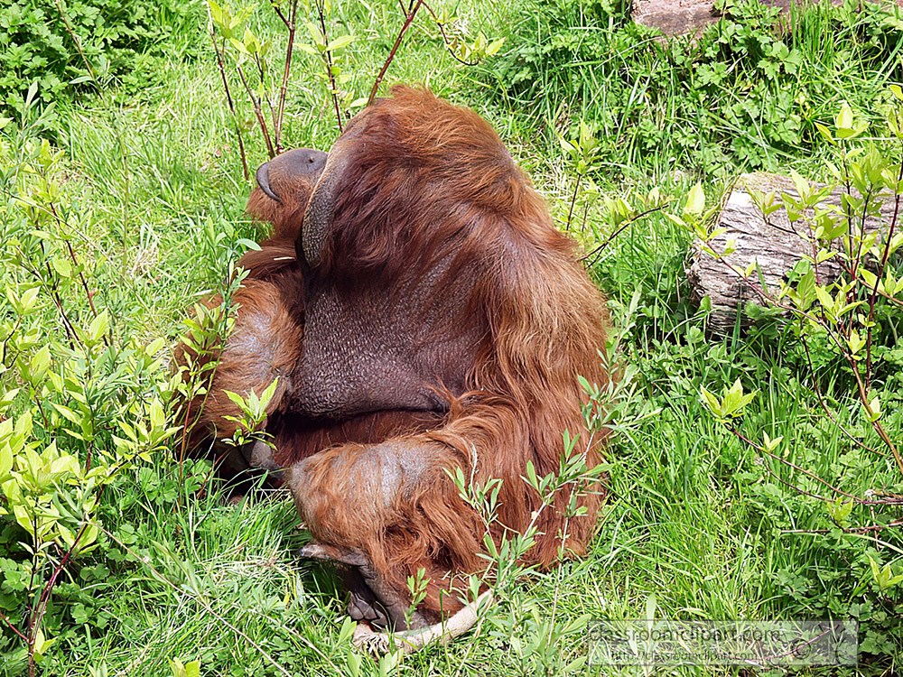orangutan-largest-arboreal-mammal.jpg