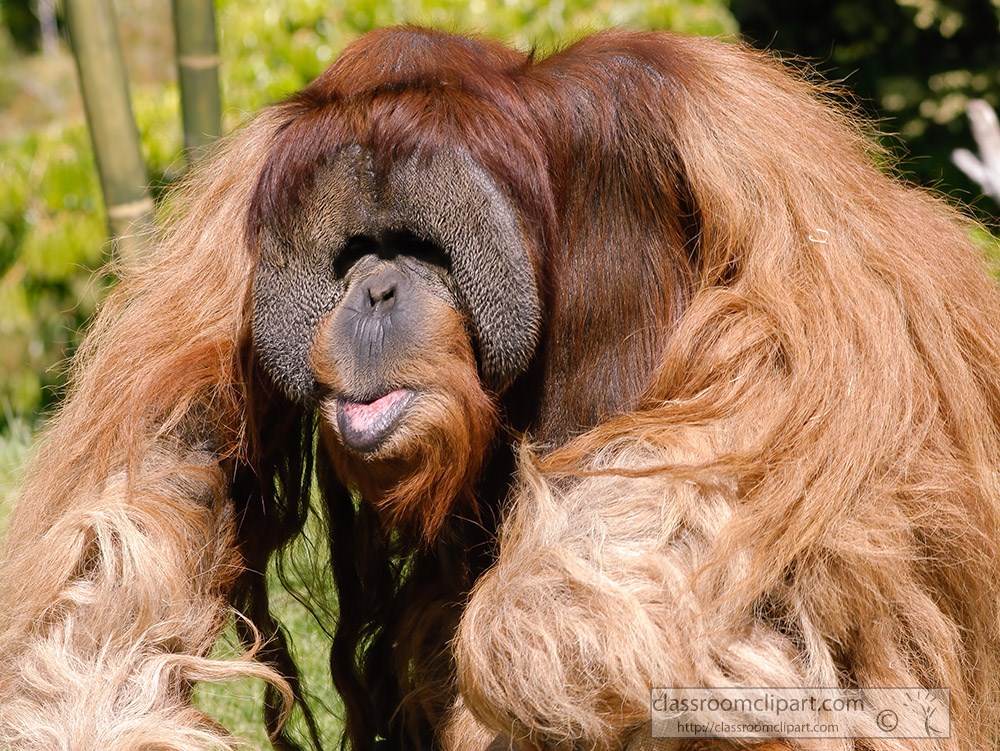 orangutan-long-shaggy-red-arms.jpg