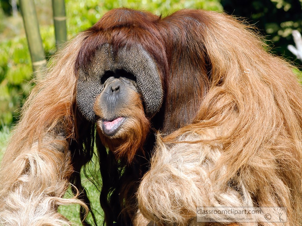 orangutan-one-of-the-closest-human-relatives.jpg