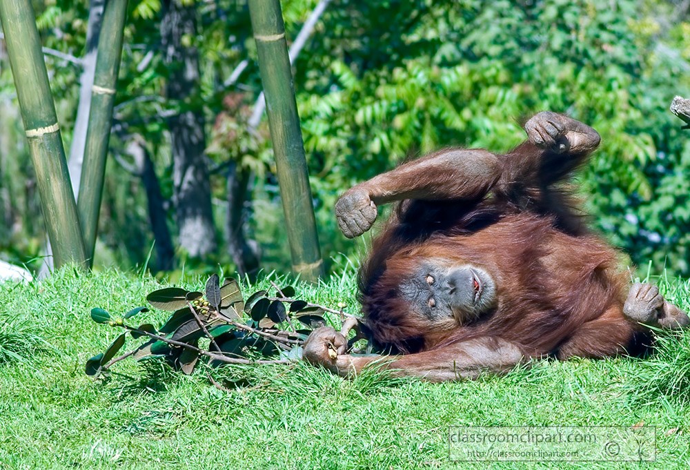 orangutan-playfully-rolling-on-grass.jpg