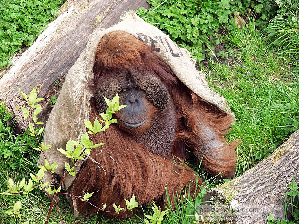 orangutan-playing-at-zoo-52.jpg