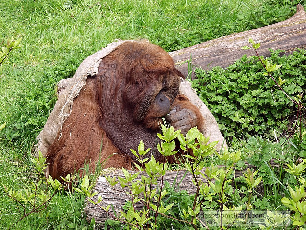 orangutan-playing-at-zoo-57.jpg