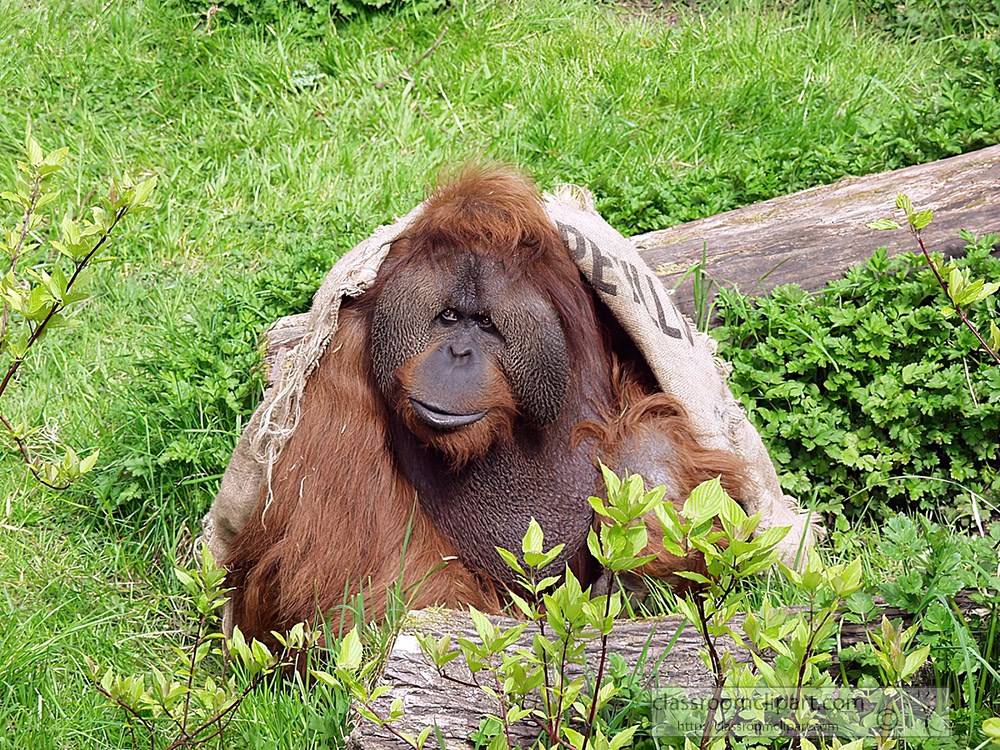 orangutan-playing-at-zoo-58.jpg