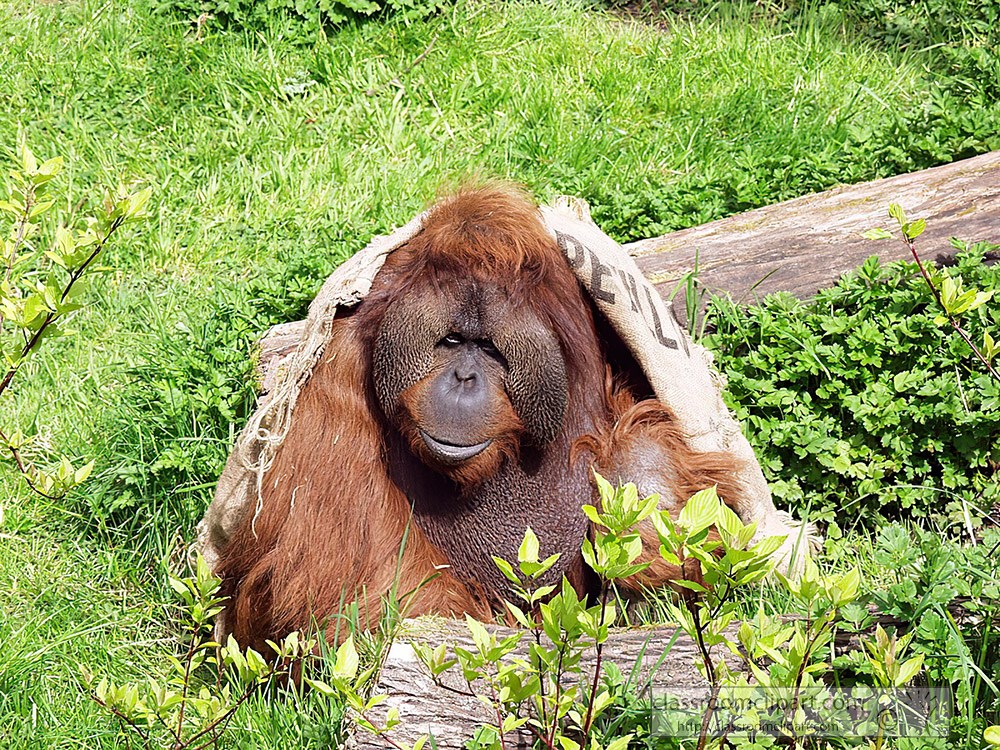 orangutan-playing-at-zoo-59.jpg