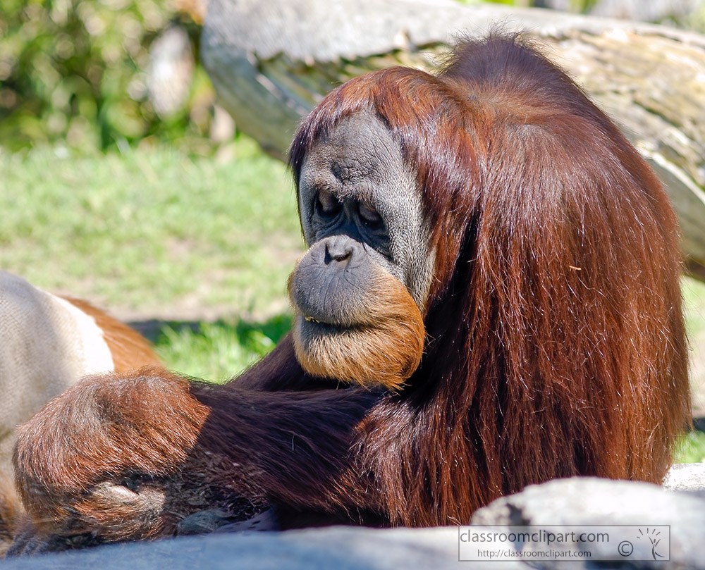 orangutan-showing-long-red-furry-arm.jpg