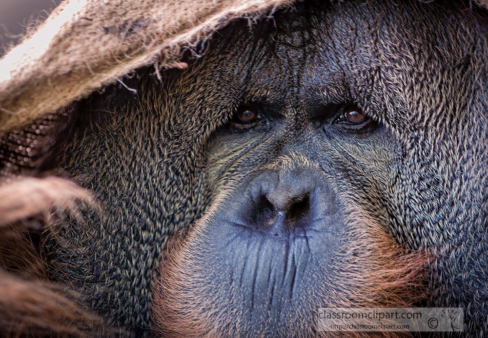 orangutan-shows-face_092a.jpg