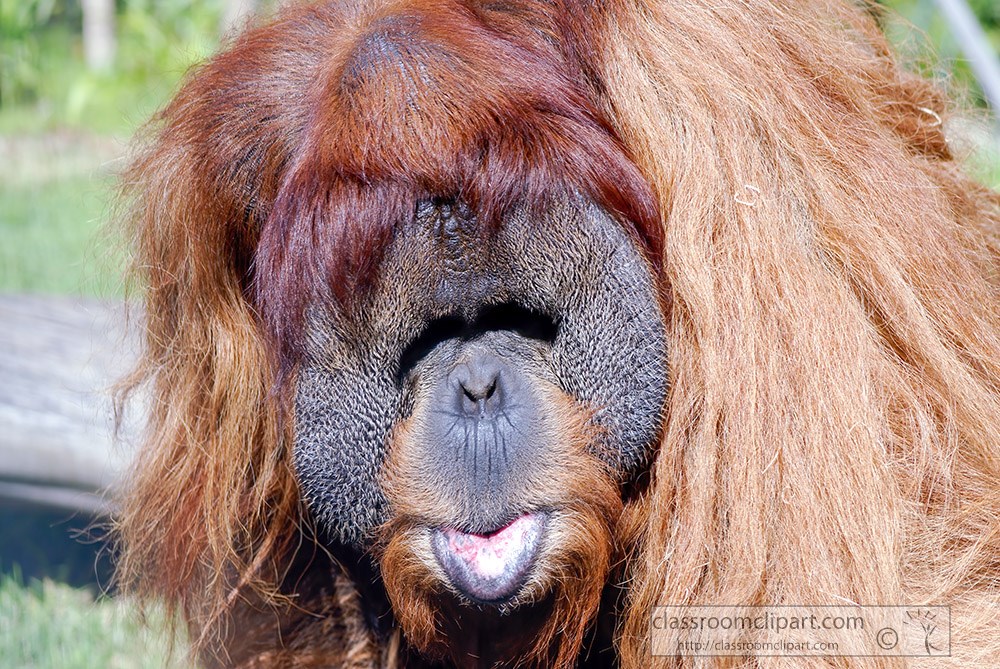orangutan-shows-tongue.jpg