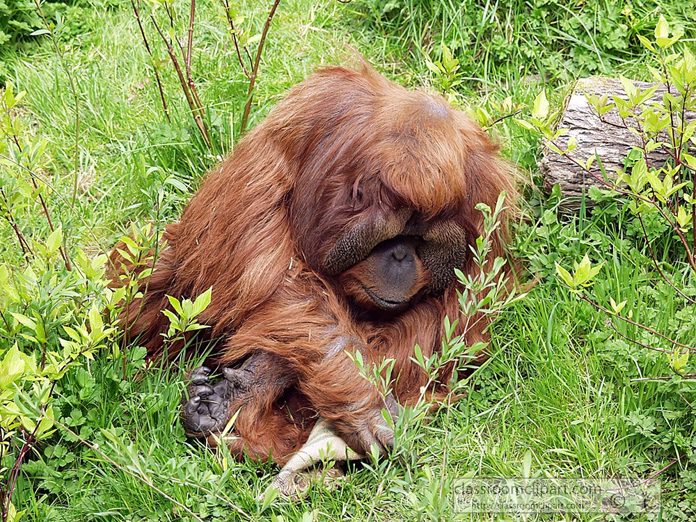 orangutan-sitting-on-grass-at-zoo.jpg