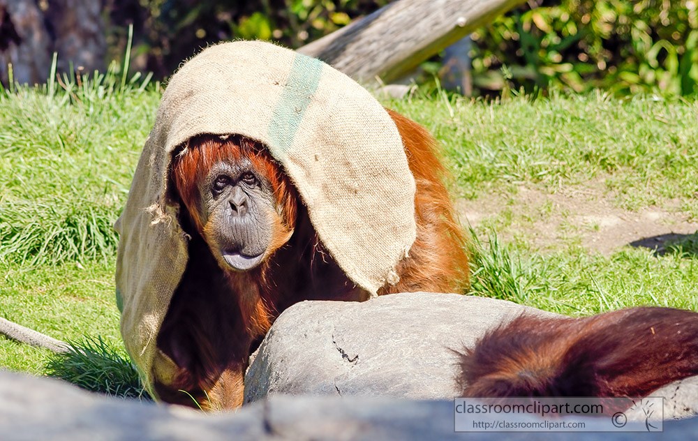 orangutan-with-burlap-civering-head.jpg