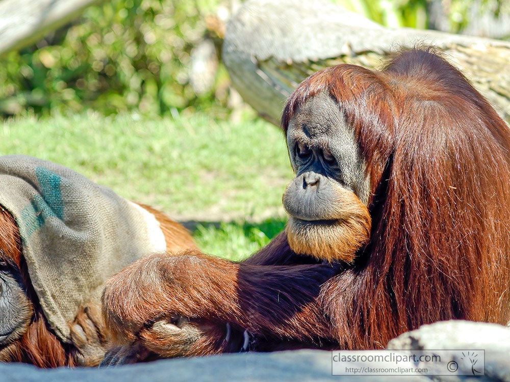 two-orangutan-sitting-together.jpg