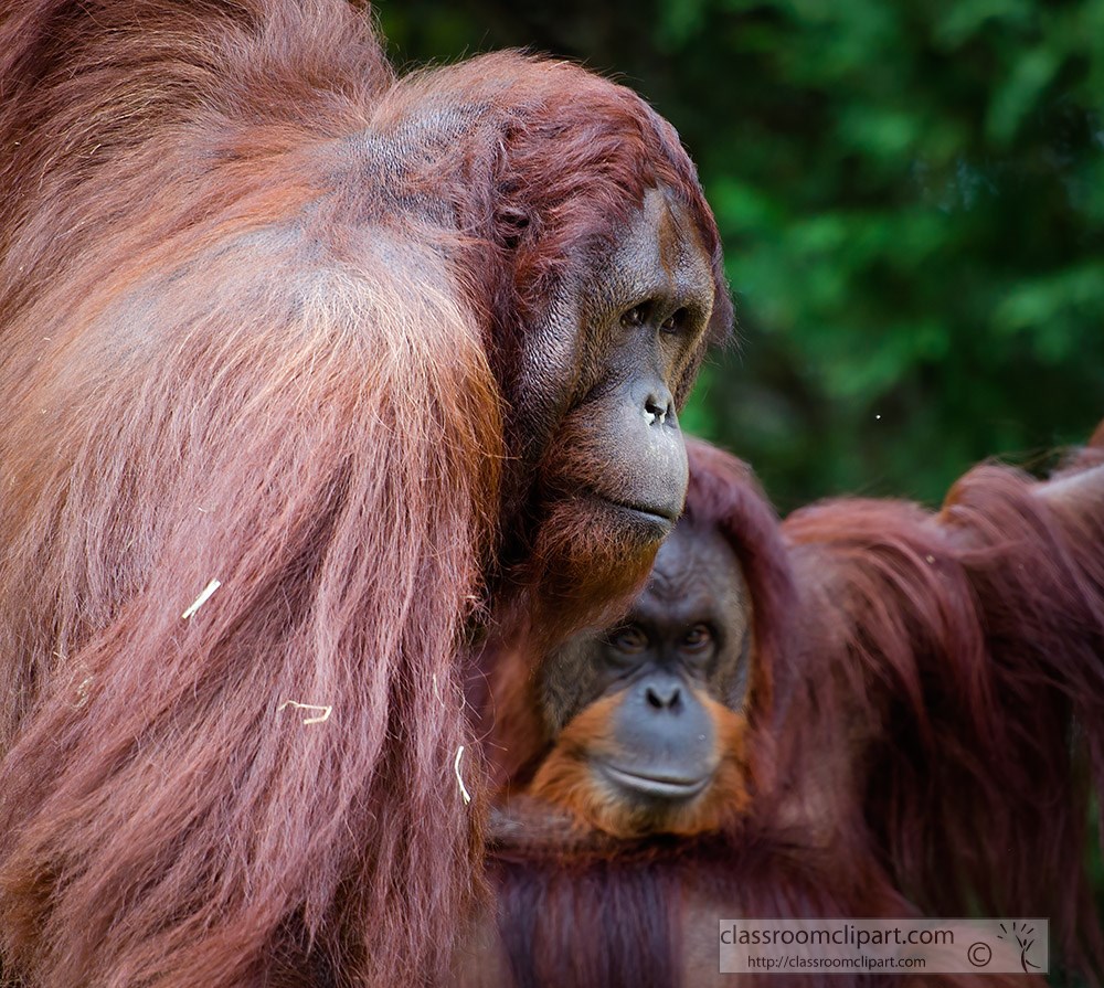 two_orangutan-distinctive-red-fur.jpg