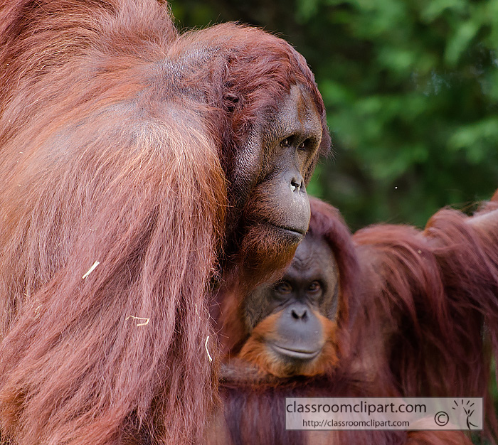 two_orangutan_side_44b.jpg