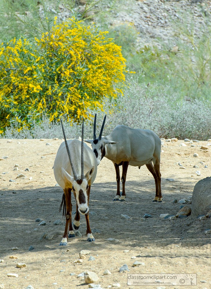 arabian-oryx-animal-53.jpg