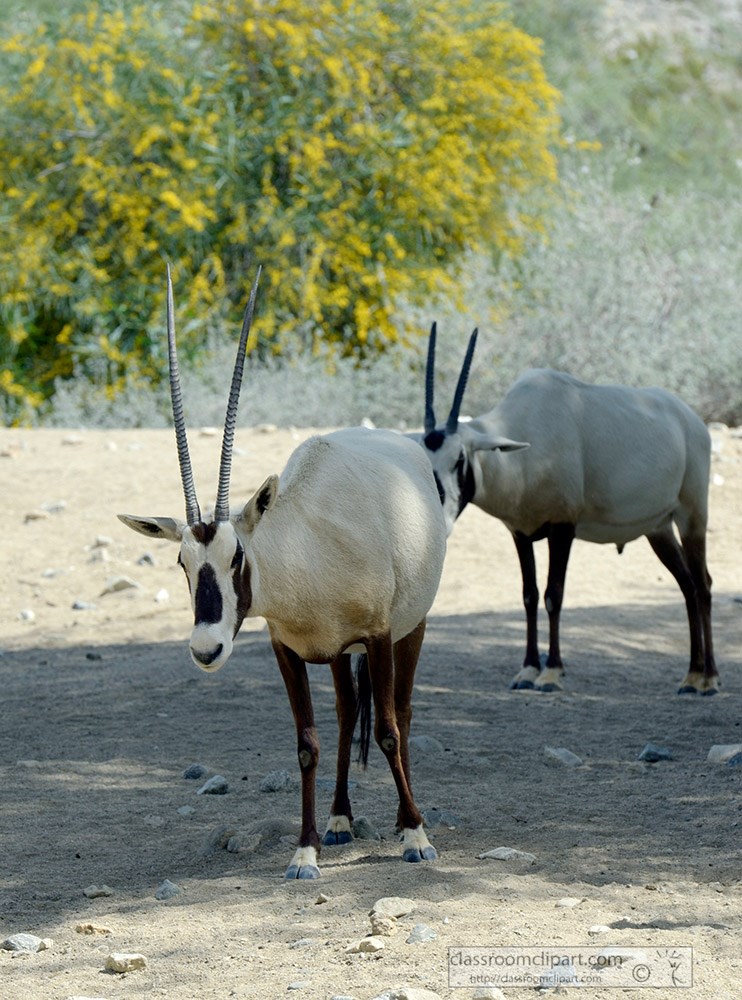arabian-oryx-animal-56a.jpg