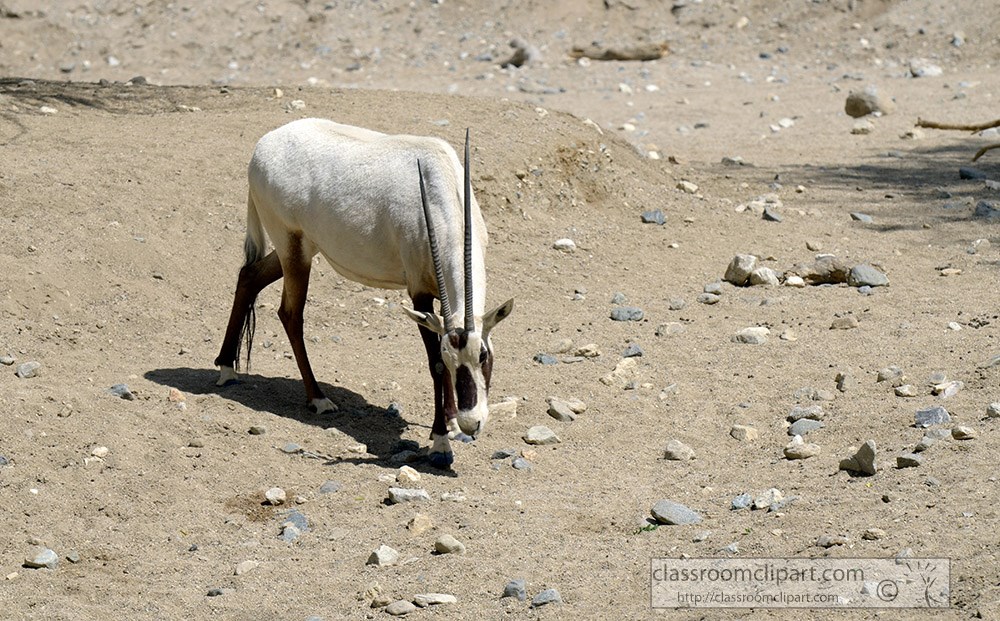 arabian-oryx-animal-65a.jpg
