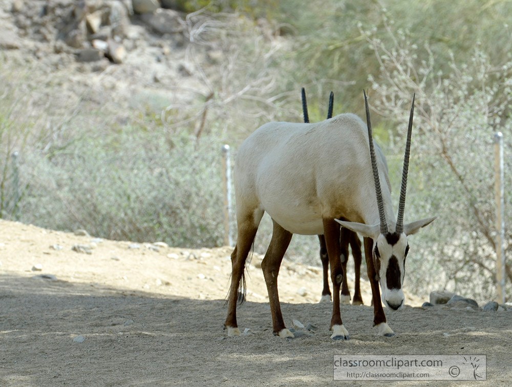 arabian-oryx-arabian-oryx-47a.jpg