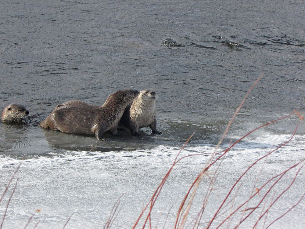 family-of-river-otters-swimming-in-lake.jpg