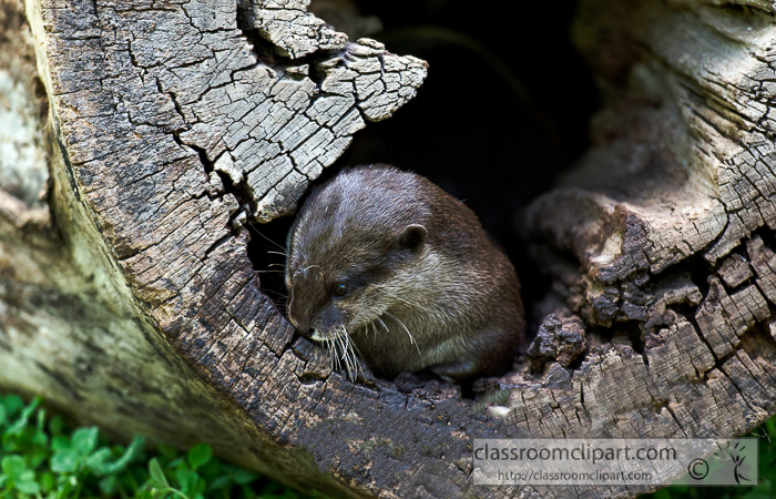 otter-in-tree-trunk-photo-image-19a.jpg