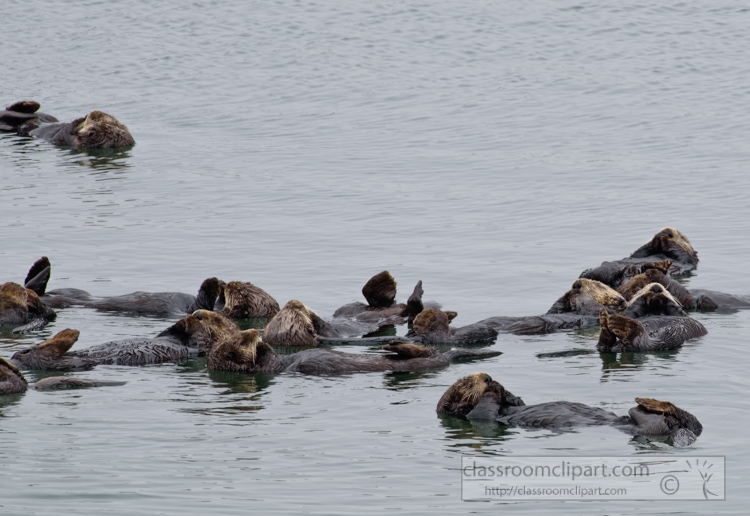 photo-group-sea-otter-swimming-along-california-coast-7481E.jpg