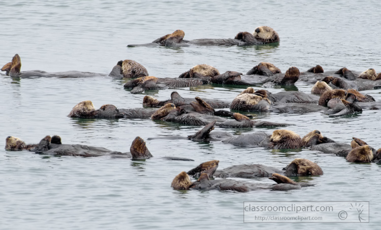 photo-group-sea-otter-swimming-along-california-coast-7513E.jpg