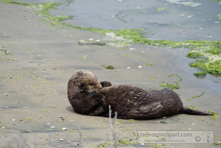 photo-sea-otter-on-beach-central-california-7440E.jpg